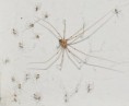 /album/pholcidae/pholcus-phalangioides1-jpg/